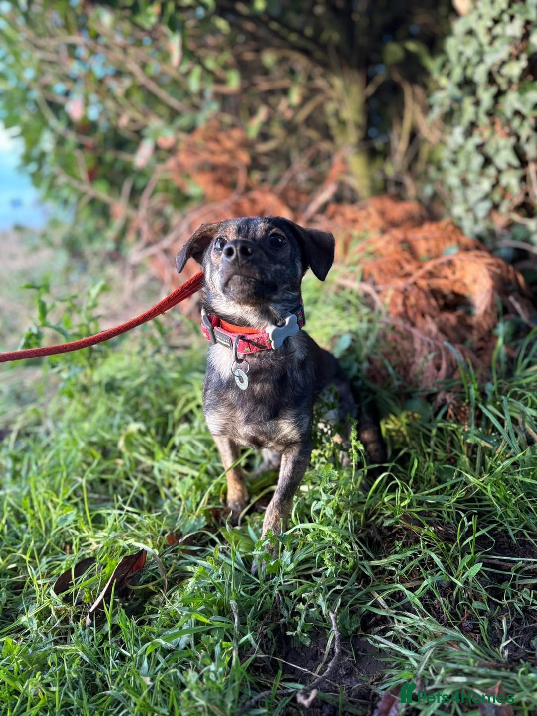 Mixed Breed dogs for adoption: Minnie - Hingham Norfolk  - Advert 13