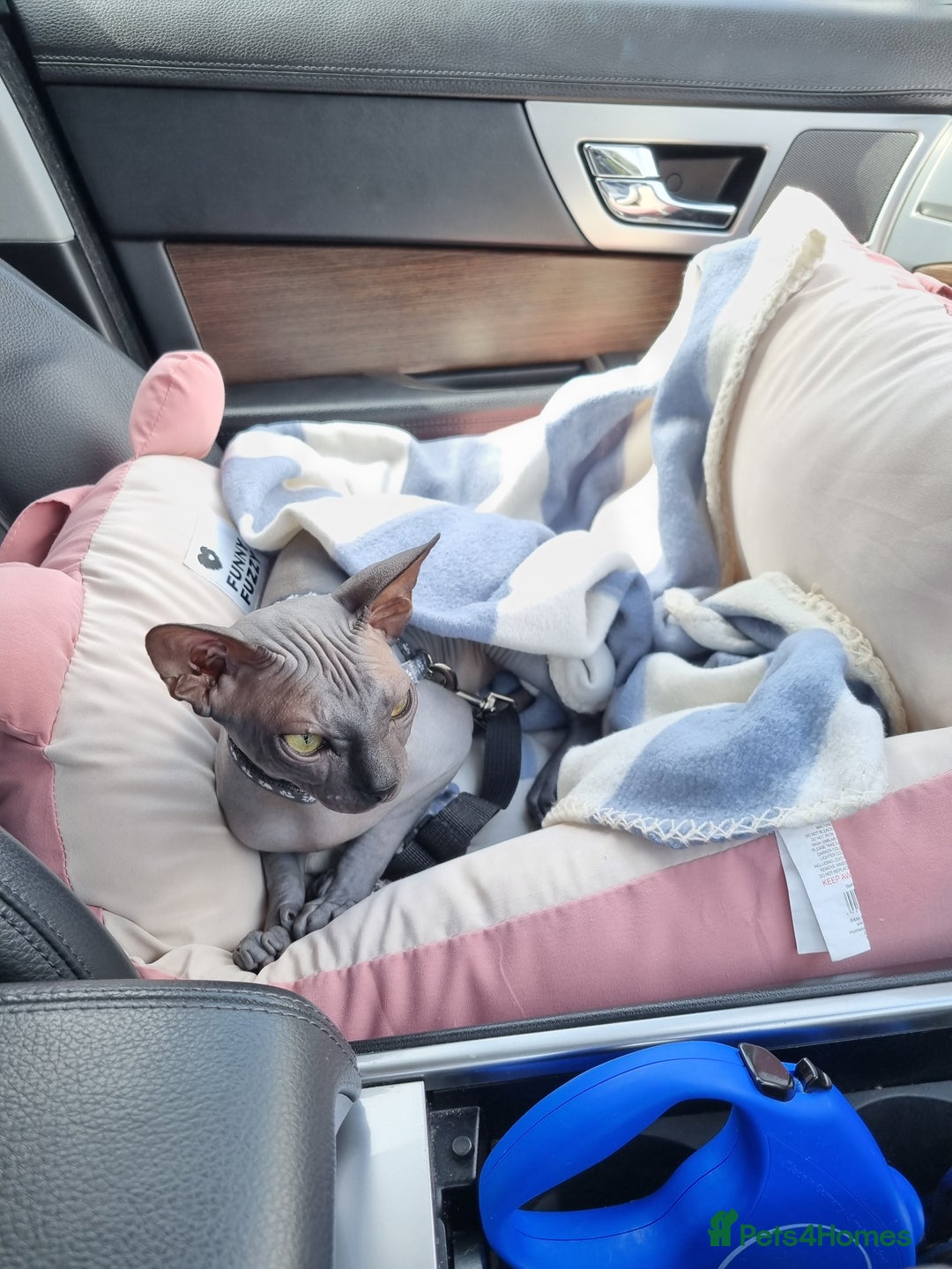 Sphynx cats for sale: Sphynx kitten for loving home  in Stoke-on-Trent - Image 12