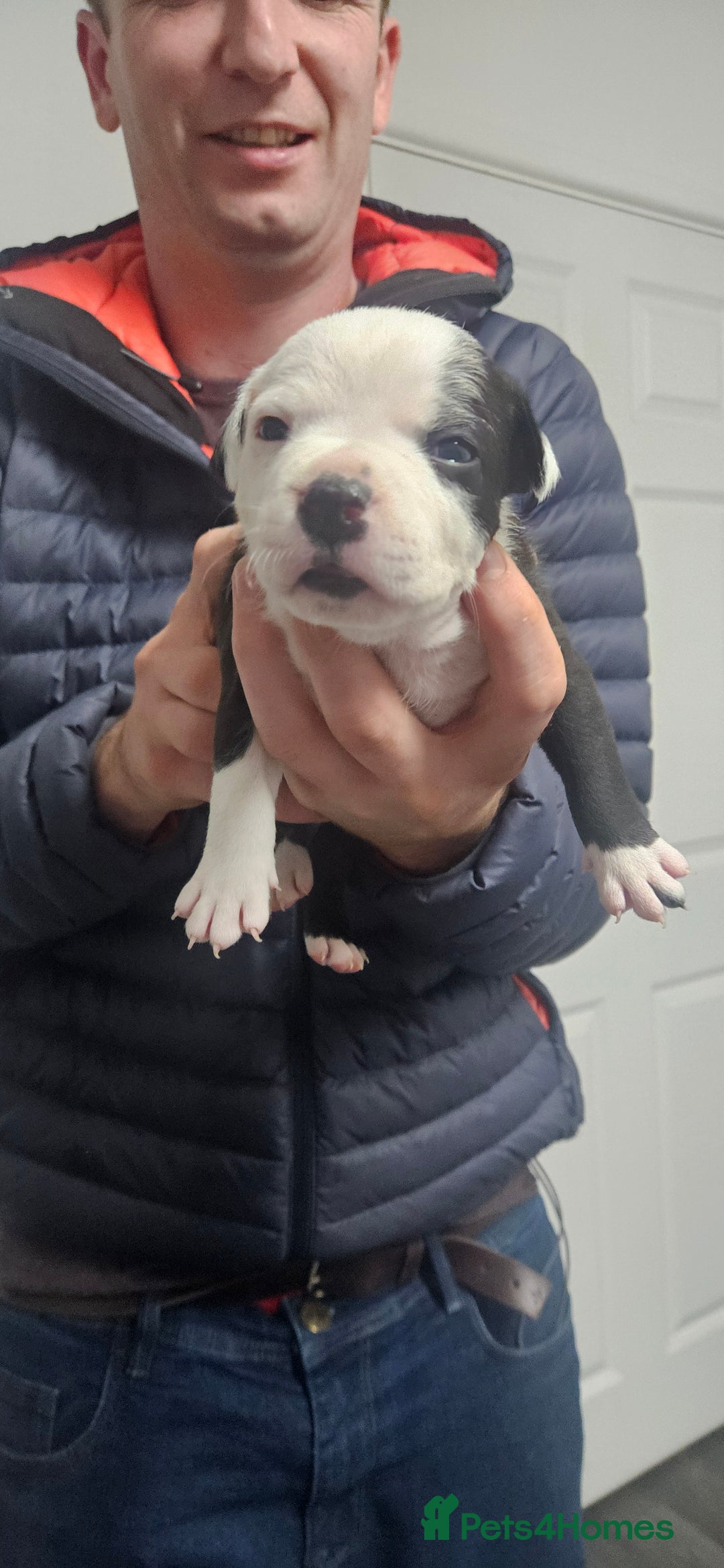 Mixed Breed dogs for sale: Mix Staffy puppies  - Image 26
