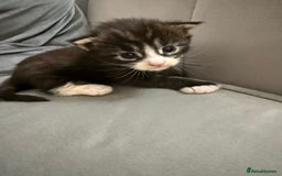 Maine Coon cats for sale: Maine Coon kittens some polydactyl.  - Advert 8