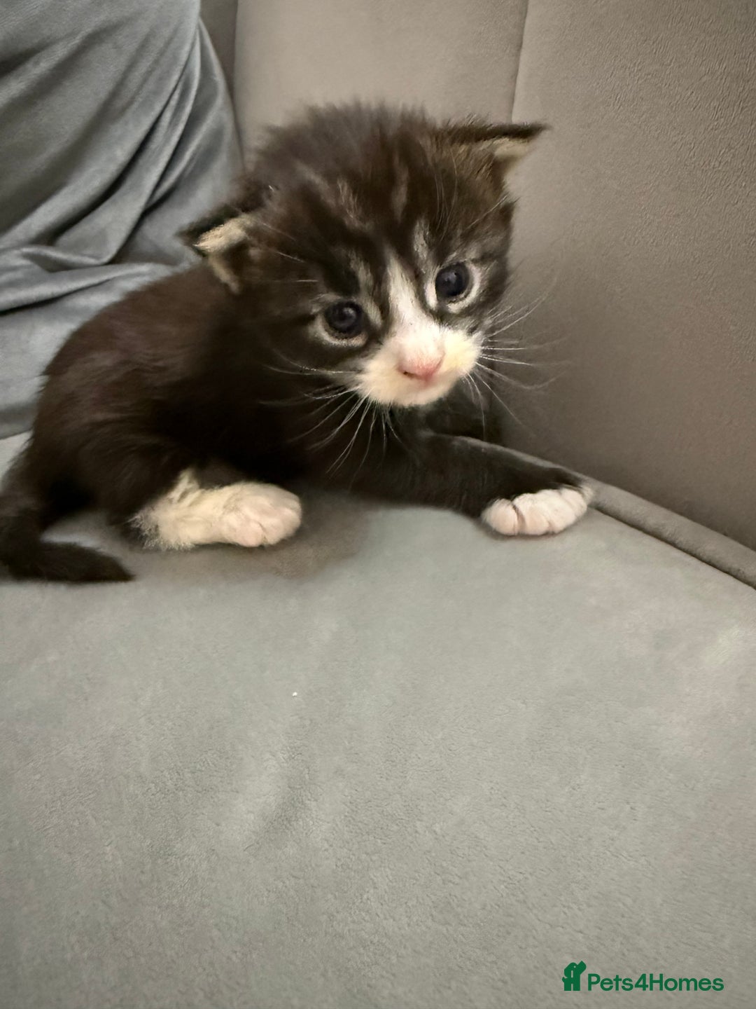 Maine Coon cats for sale: Maine Coon kittens some polydactyl.  - Advert 8