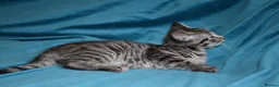 Mixed Breed cats for sale: 6 Gorgeous kittens for sale - Advert 34