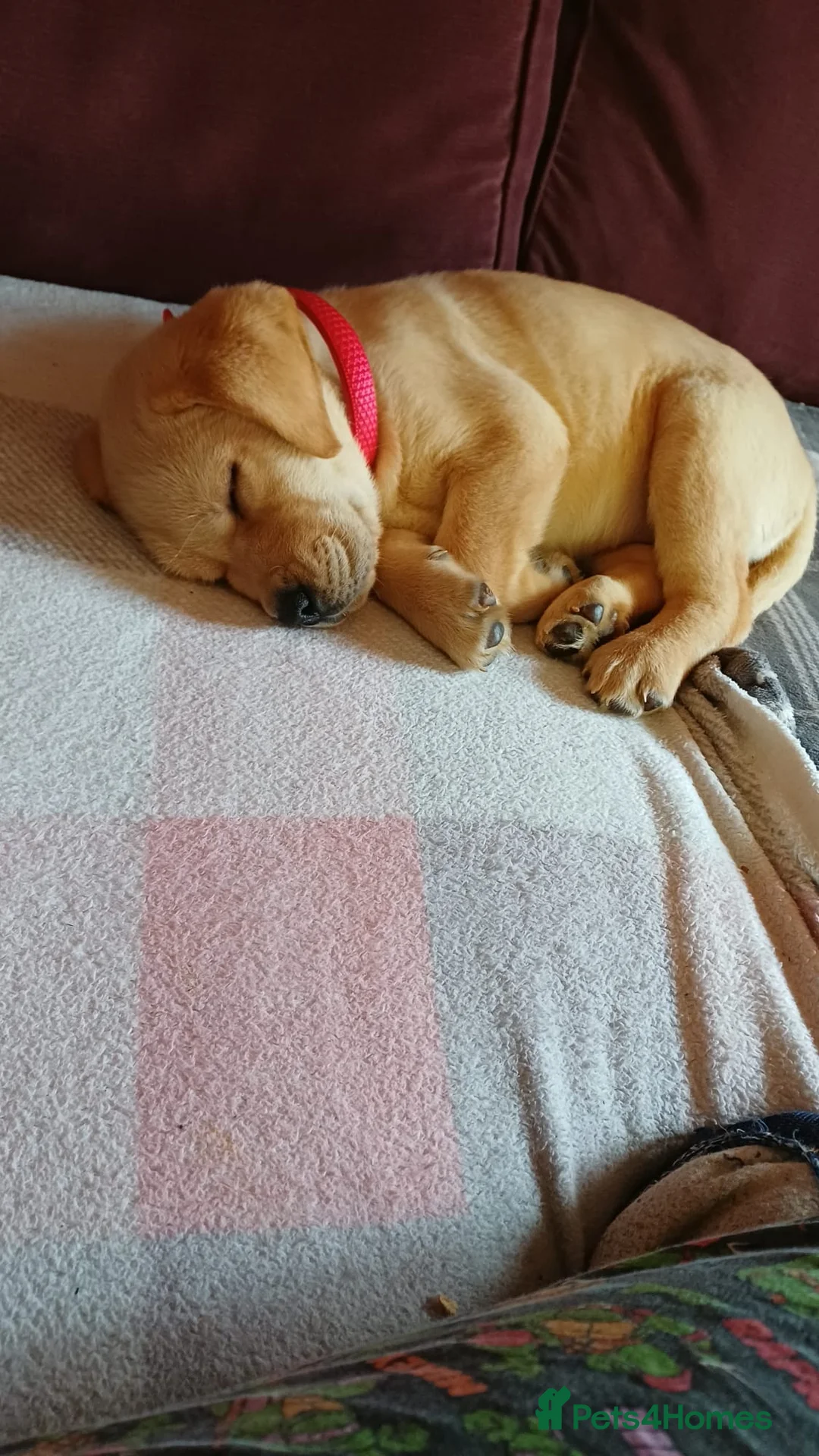 Labrador Retriever dogs for sale: Golden labrador Retriever  - Advert 2