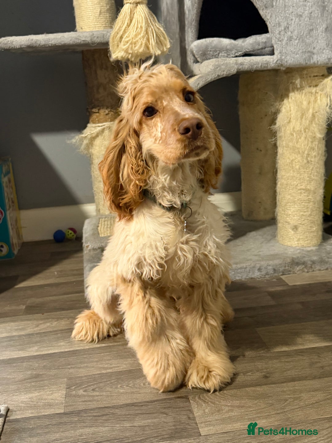 Cocker Spaniel dogs for sale: NOW RESERVED💙 - Advert 4