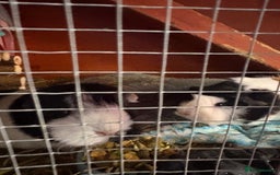 Guinea Pig rodents for sale: 3 x female guinea pigs - Almost a year old - Advert 3