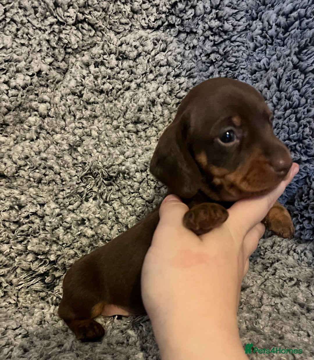 Miniature Dachshund dogs for sale: Beautiful Miniature dachshunds🐶🤎 - Advert 15