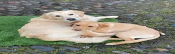 Goldador dogs for sale: Golden Retriever Labrador Puppies Due - Advert 5