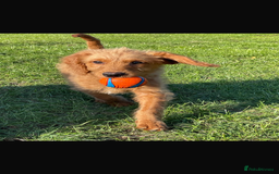 Mini Goldendoodle dogs for sale: F1 Goldendoodle puppies  - Image 6