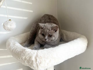 British Shorthair cats - Advert 3