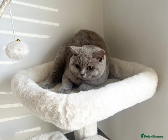 British Shorthair cats - Advert 14