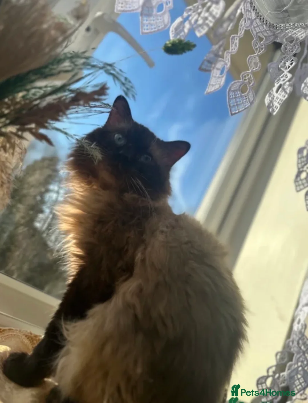 Ragdoll cats for sale: Simba the sweet giant  - Advert 2