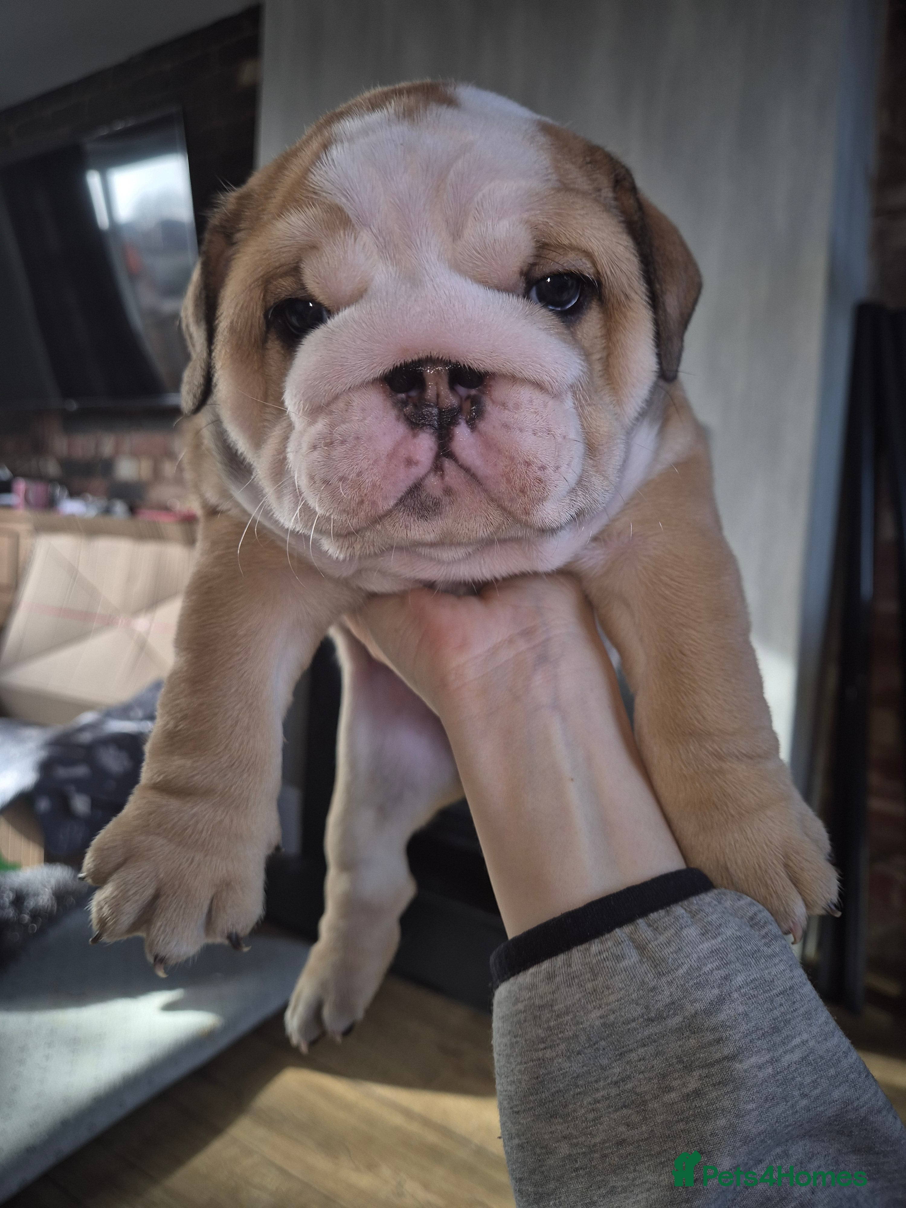 English Bulldog dogs Beautiful Red and White KC English Bulldog Puppies - Advert 13