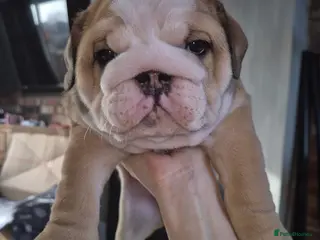 English Bulldog dogs Beautiful Red and White KC English Bulldog Puppies - Advert 13