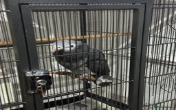 Parrots birds for sale: African grey  - Image 4