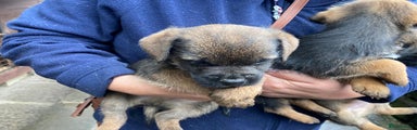 Border Terrier Puppy 1