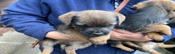 Border Terrier dogs for sale: Kc registered border terrier pups - Advert 2