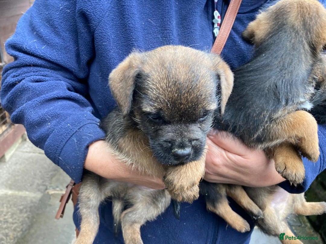 Border Terrier dogs for sale: Kc registered border terrier pups - Advert 2