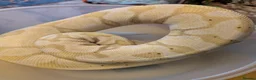 Python Snake reptiles for sale: Royal pythons - Advert 2
