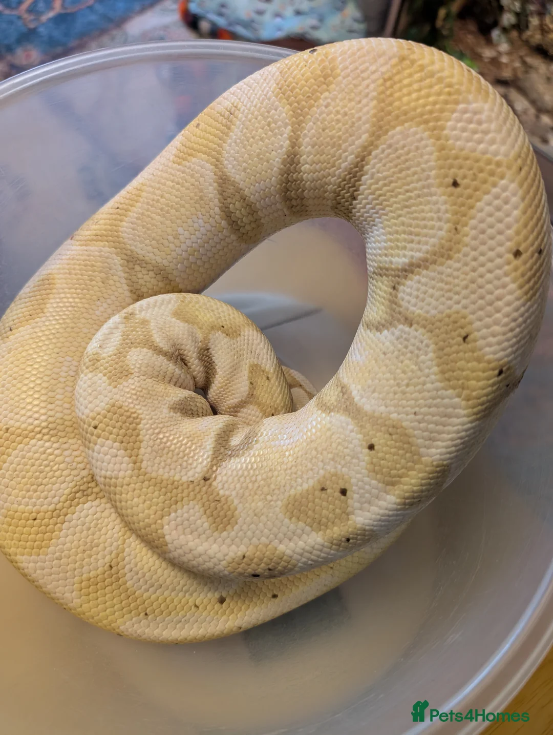 Python Snake reptiles for sale: Royal pythons - Advert 2
