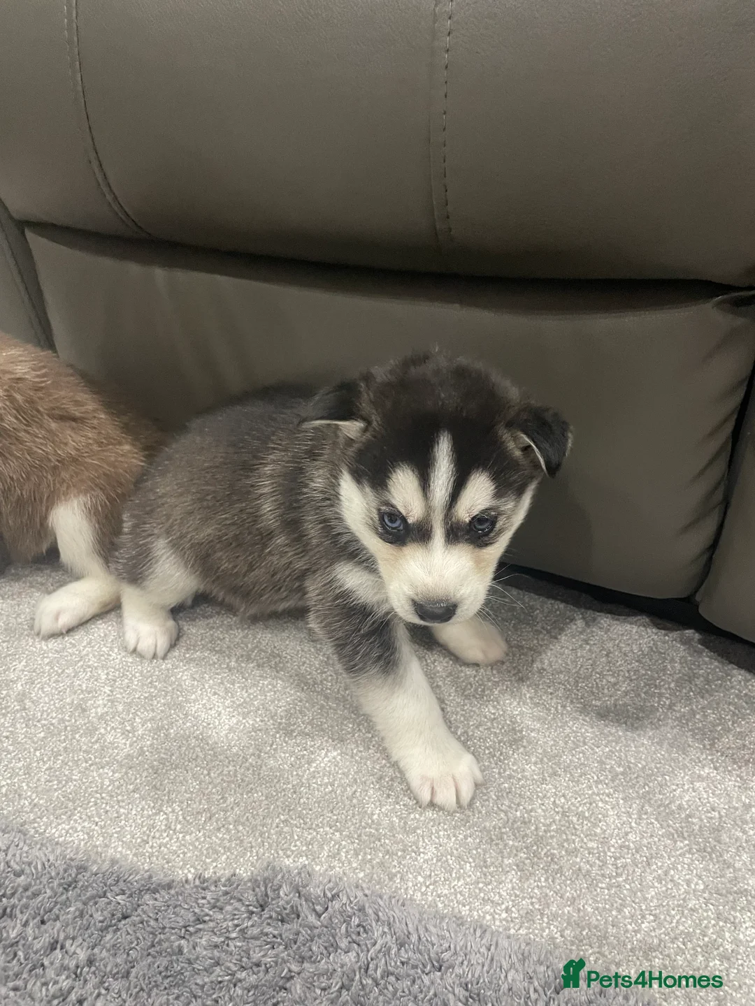 Siberian Husky dogs for sale: 5 beautiful Siberian huskies  - Advert 6