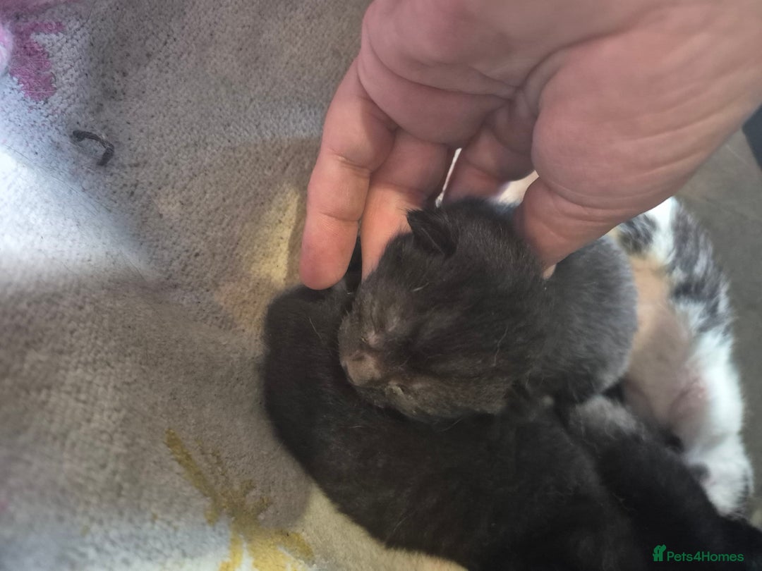 Mixed Breed cats for sale: 4 x Kittens - Image 3