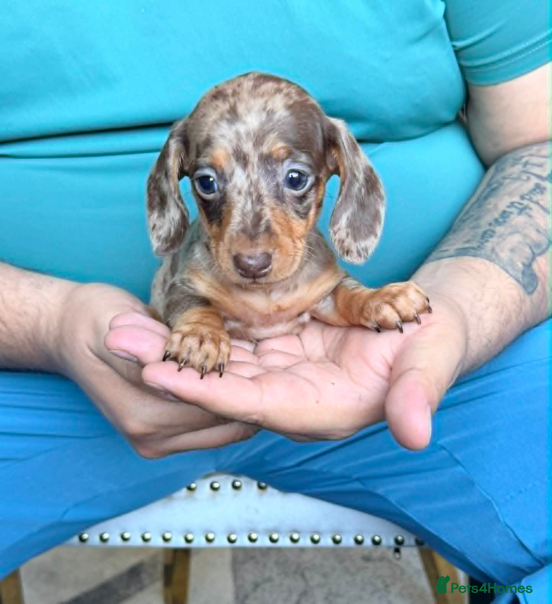 Miniature Dachshund dogs for sale: Miniature Dachshund puppies - Advert 3