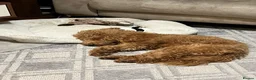 Cockapoo dogs for sale: Stunning Cockapoo Boy Ready for His Forever Home - Advert 4