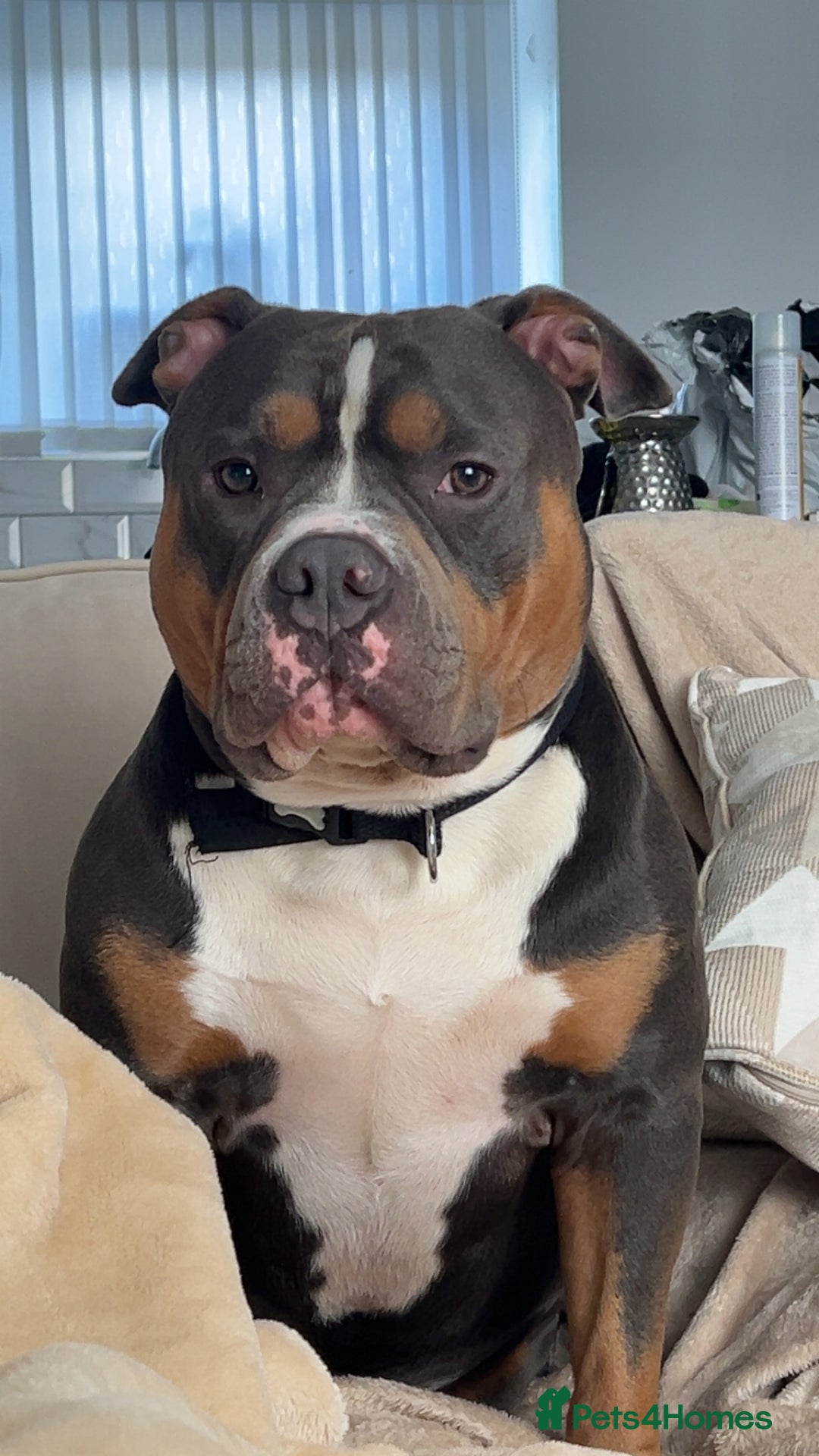 American Bully dogs for stud: Pocket bully for stud - Advert 7