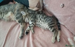 Bengal cats for sale: Bengal girl kitten  - Image 5