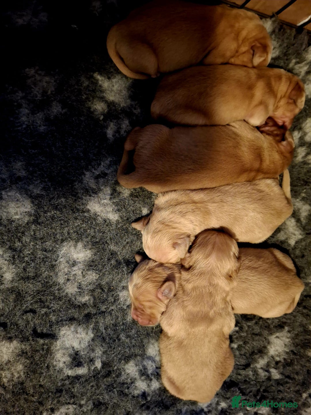 Golden Retriever dogs for sale: ⭐ DARK Golden retriever puppies 🐶 - Advert 3
