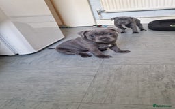 Staffordshire Bull Terrier dogs for sale: KC blue Staffordshire bull terriers - Image 8
