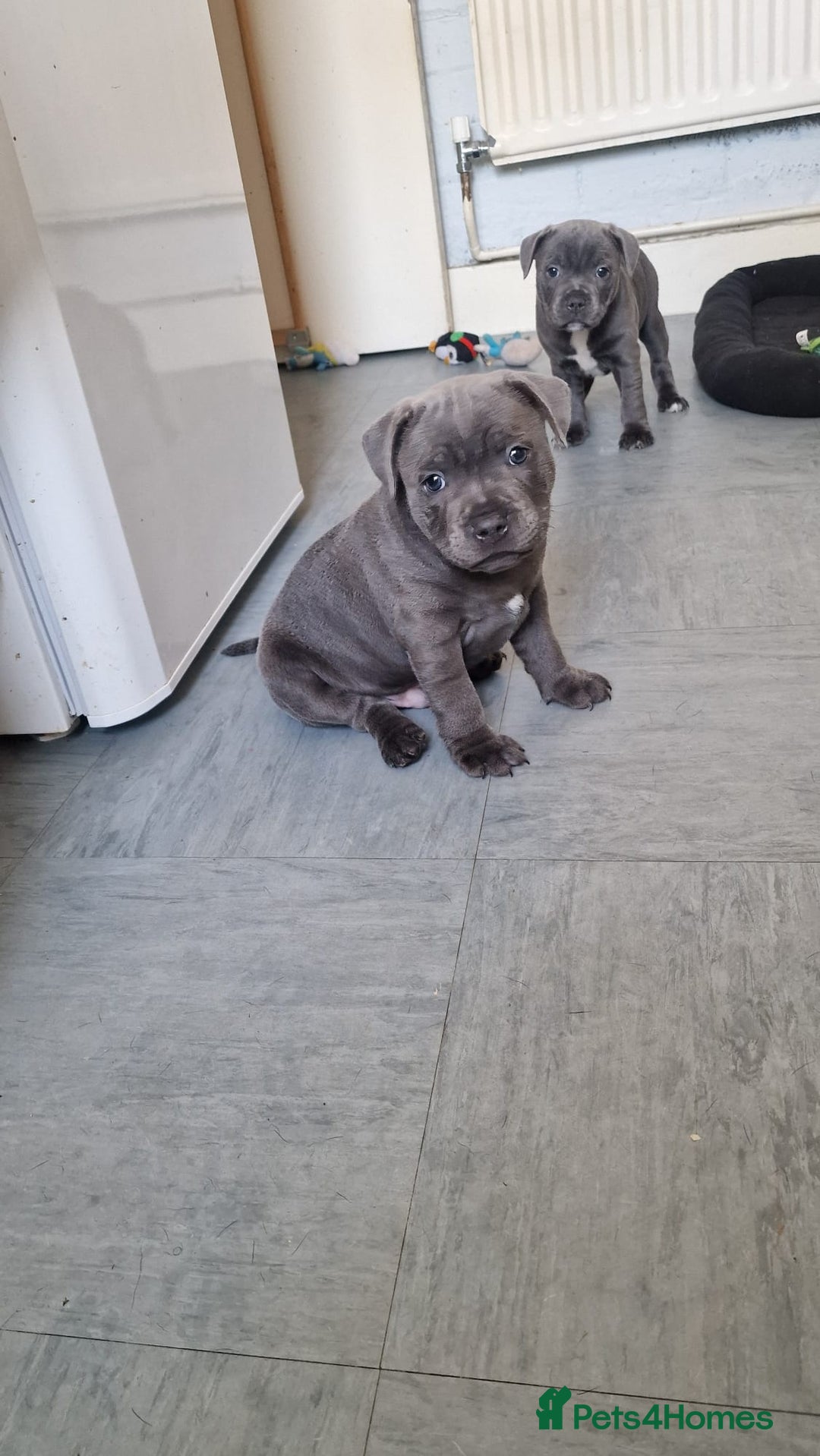 Staffordshire Bull Terrier dogs for sale: KC blue Staffordshire bull terriers - Image 8