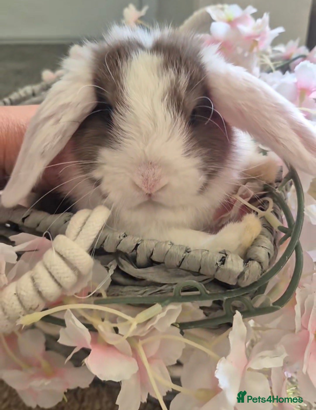 English Lop rabbits 2 lovely little bunnys  - Advert 12