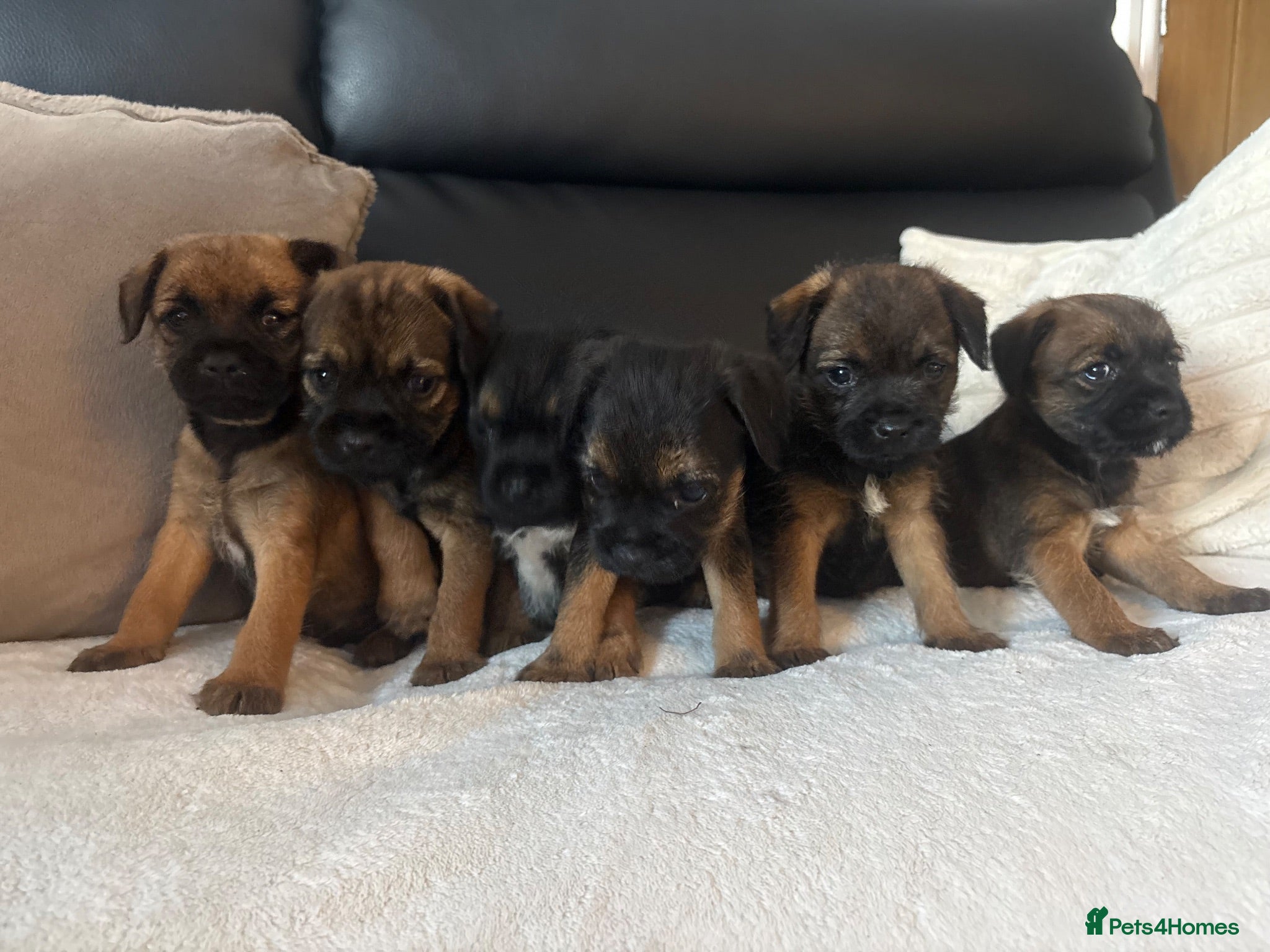Border Terrier dogs BORDER TERRIER PUPPIES  - Advert 2