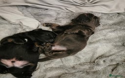 Mixed Breed dogs for sale: Little bundles of schweenie love!  - Image 16