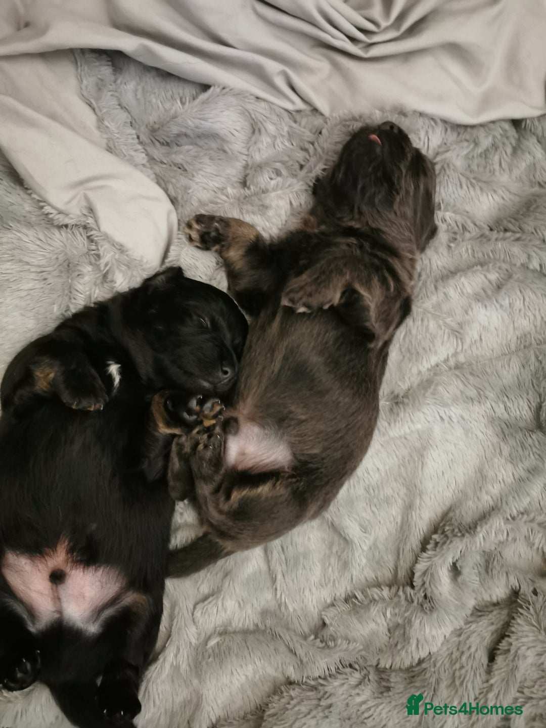 Mixed Breed dogs for sale: Little bundles of schweenie love!  - Image 16