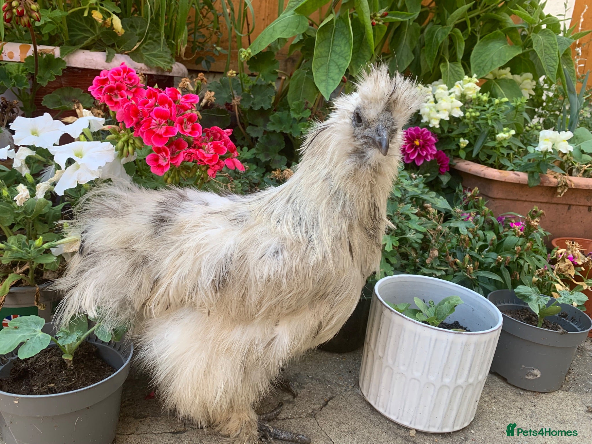 Chickens poultry Purebred silkie hen - Advert 1