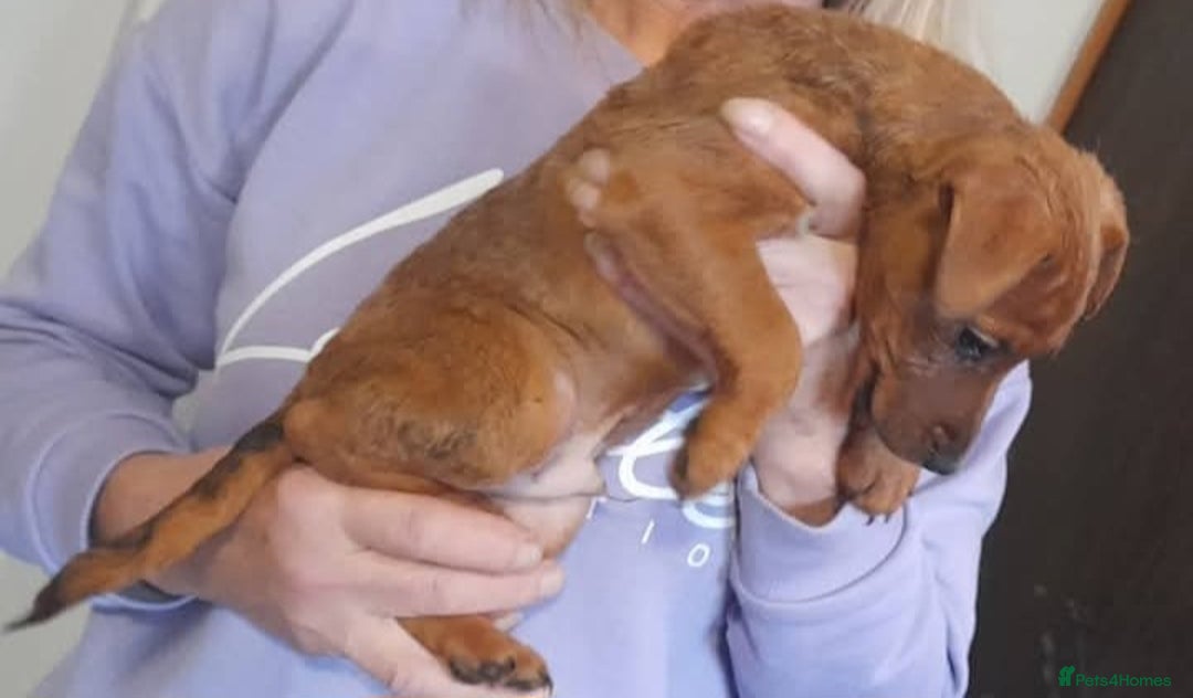 Mixed Breed dogs for sale: Jack russel X lakeland 13 weeks old male  - Advert 3