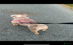 English Bulldog dogs for sale: Millie moo  - Image 2