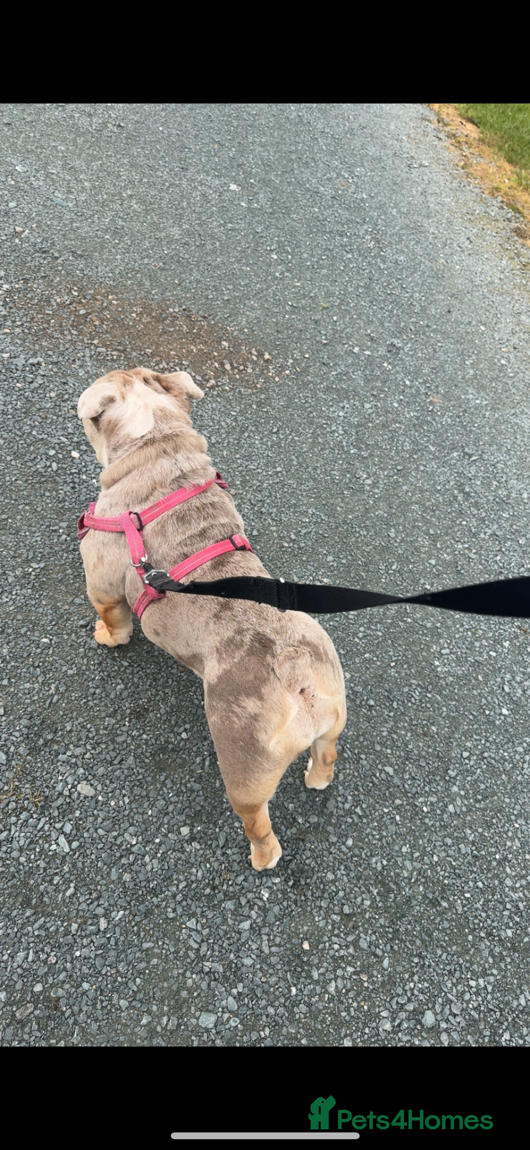 English Bulldog dogs for sale: Millie moo  - Image 2