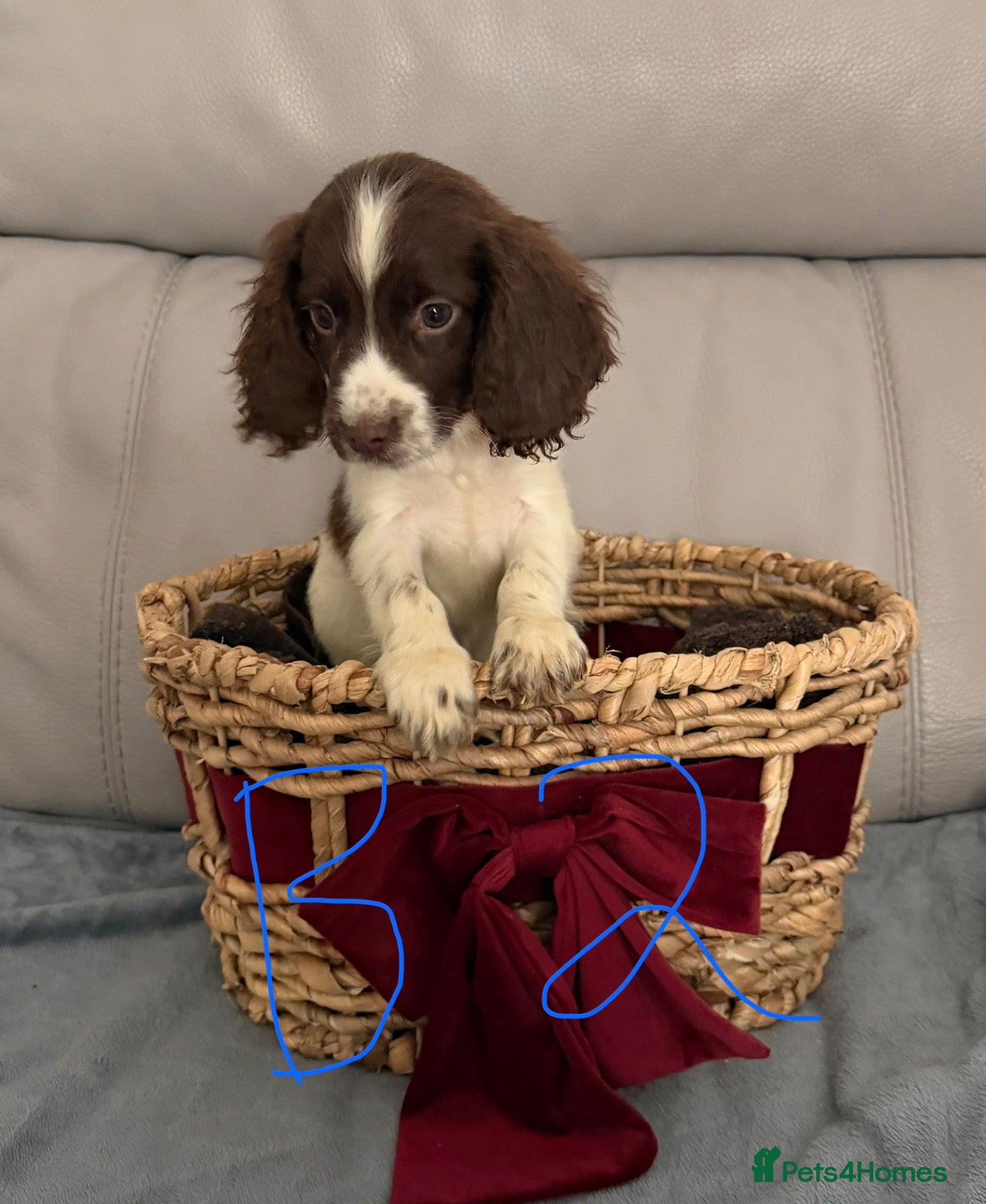 Sprocker dogs for sale: Sprocker puppy’s for sale  - Advert 2