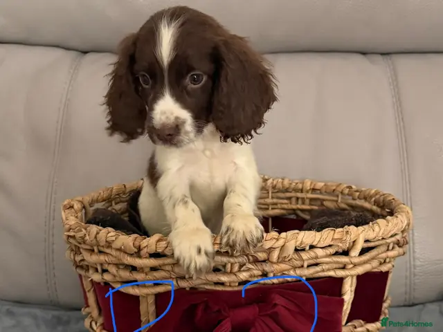 Sprocker dogs for sale: Sprocker puppy’s for sale - Advert 2