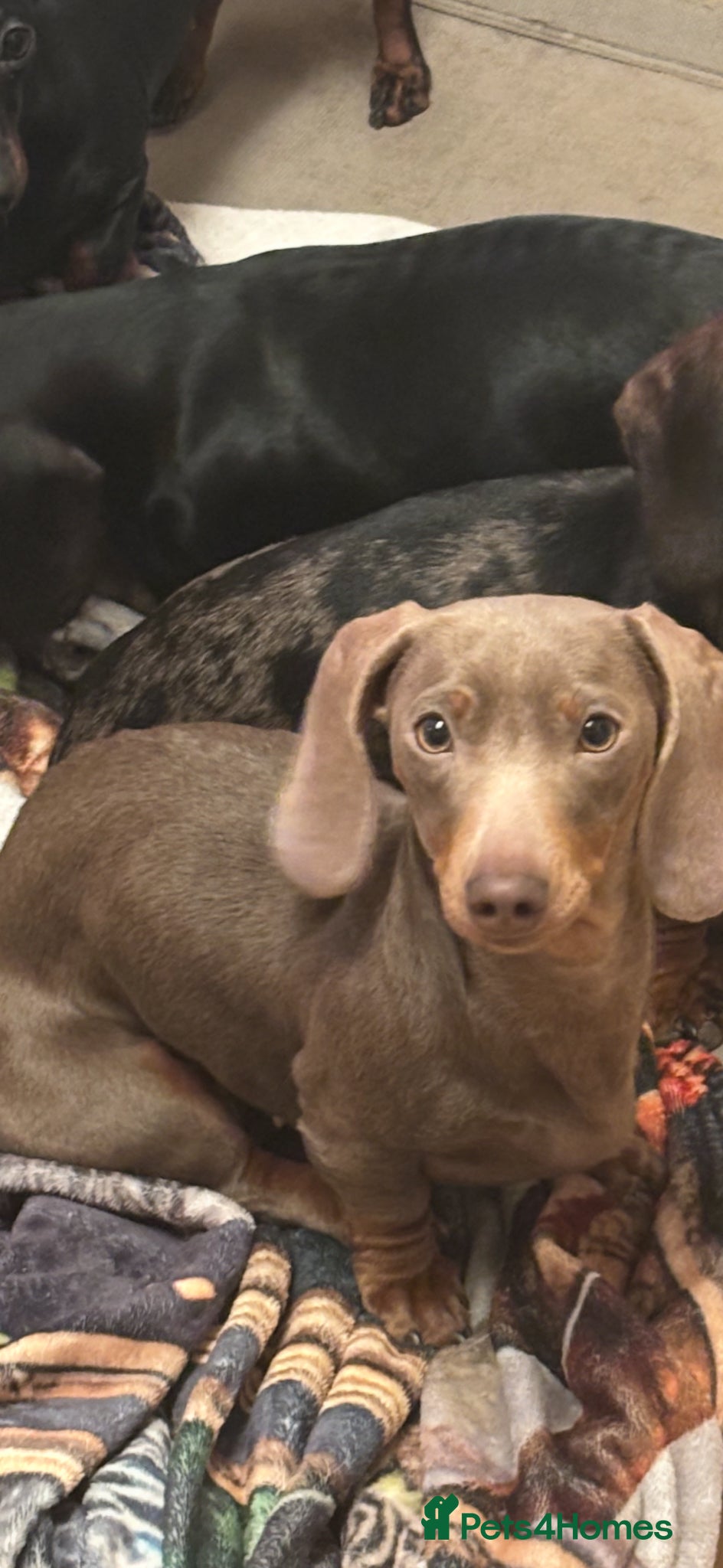 Miniature Dachshund dogs Stunning blue miniature dachshund puppies - Advert 1