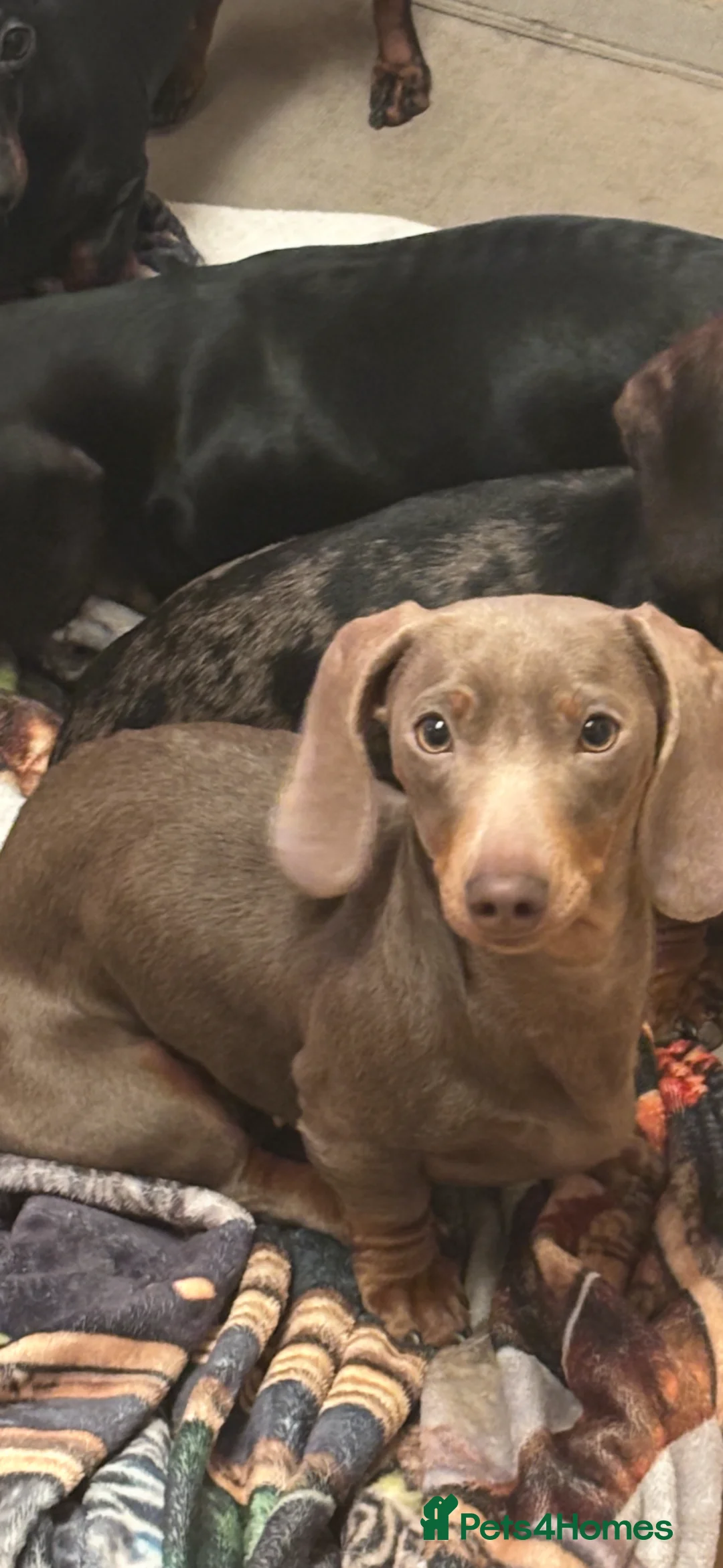 Miniature Dachshund dogs for sale: Stunning blue miniature dachshund puppies - Advert 1