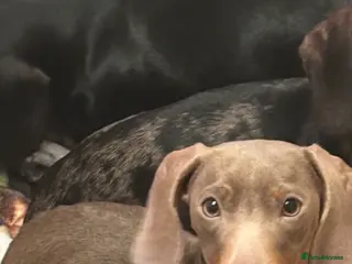 Miniature Dachshund dogs Stunning blue miniature dachshund puppies - Advert 8