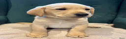 Labrador Retriever dogs for sale: UTTERLY GORGEOUS CHUNKY YELLOW KC REG LAB PUPPY - Advert 6