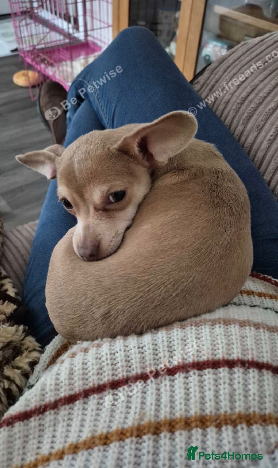 Chiweenie dogs for sale: Ellie 6 months old - Advert 1