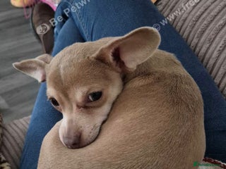 Chiweenie dogs Ellie 6 months old - Advert 4