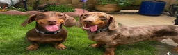 Dachshund dogs for sale: Beautiful litter of dachshund puppies  in Chichester - Advert 1