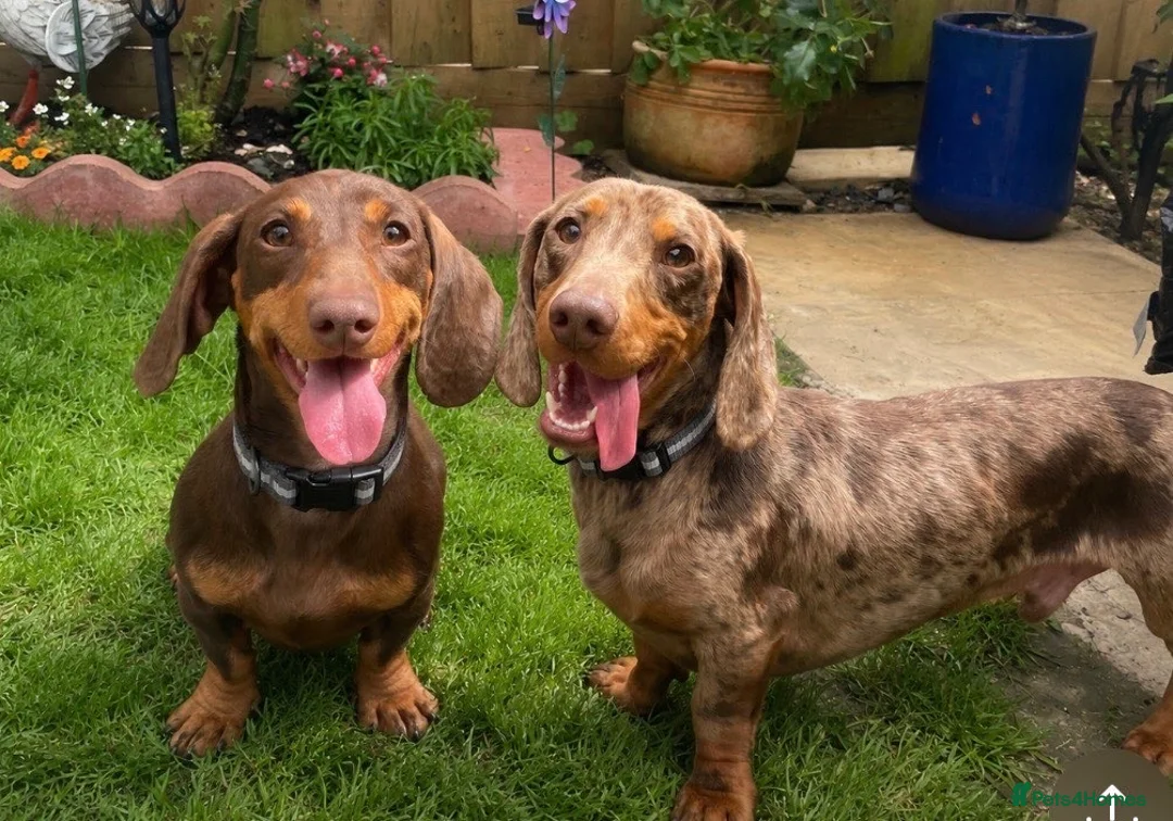 Dachshund dogs for sale: Beautiful litter of dachshund puppies  in Chichester - Advert 1